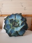 Poduszka dekoracyjna Aloes 35cm