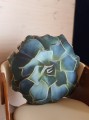 aloes3.jpg
