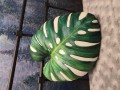 monstera.jpg